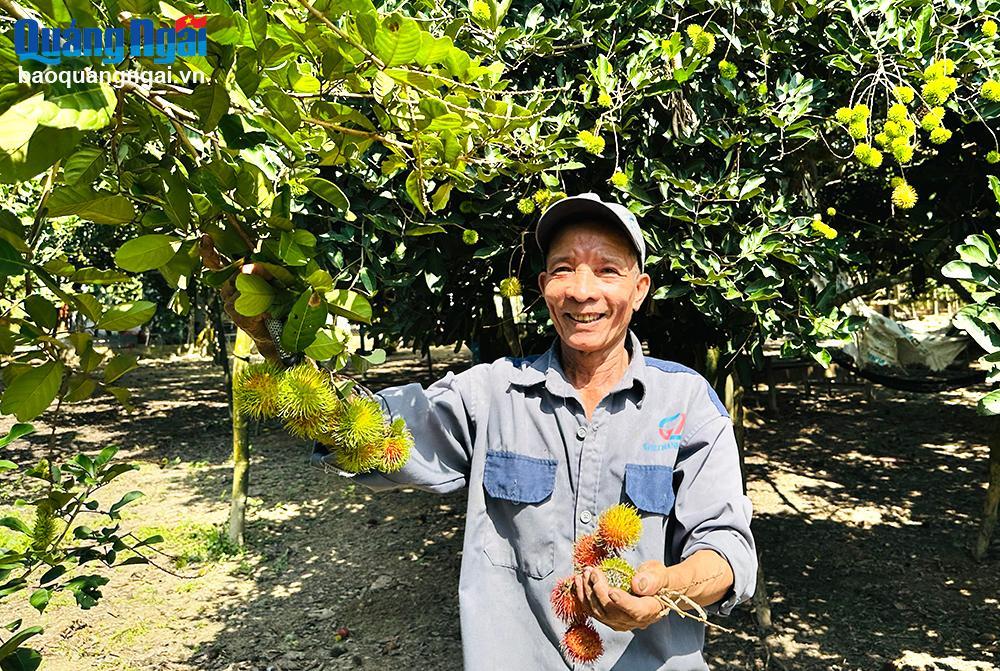 Ông Lê Thanh Chiến, thôn Trúc Lâm, xã Hành Nhân phấn khởi vì chôm chôm được mùa, được giá.